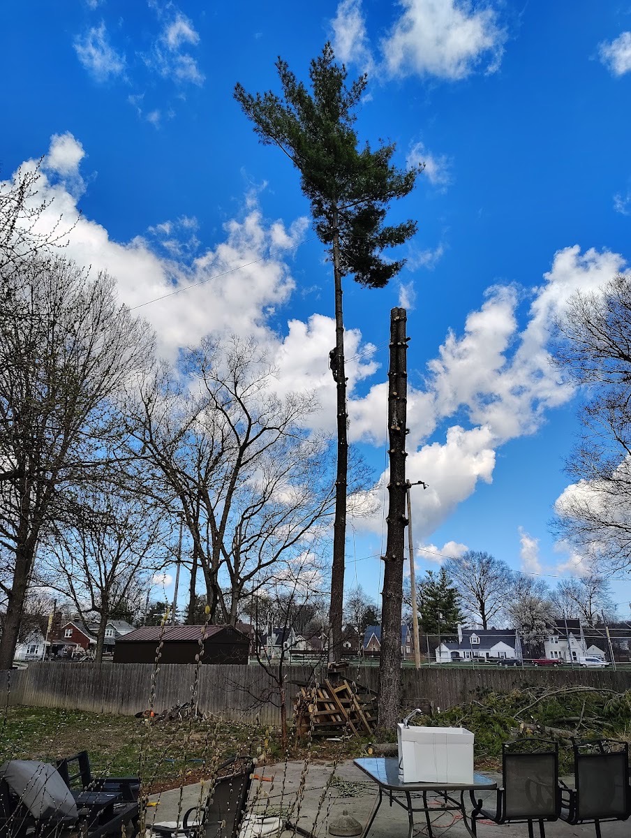 Mac & Trees